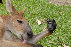 0793 Wildlife Habitat Port Douglas